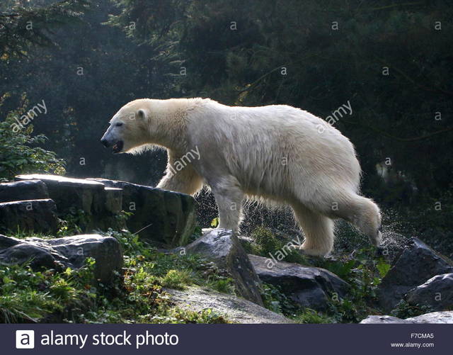wet mature mature wet photo bear after stock cma comp soaking polar ursus maritimus surfacing