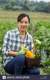 asian mature porn woman comp cxbhh mature asian women harvesting fresh zucchini cucumbers field woman porn
