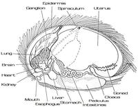 adult free lady mature porn pregnant soft startrek tribble anatomy diagram labeled