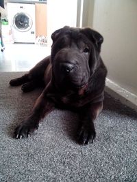 old black porn classifieds large shar pei black bitch years old month sale