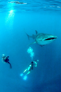 older porn tall very woman whale shark tall seeks help from human video