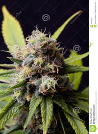 mature close up cannabis bud closeup marijuana plant peak flowering stage resin glands mature ripe royalty free stock photography