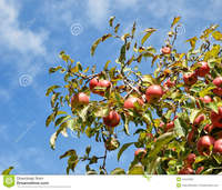 mature close up mature apple tree photographed close against summer blue sky many sunlit green leaves ripe red fruits stock photography