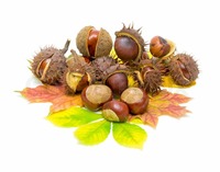 mature close up preview mature chestnuts autumn leaves close white background