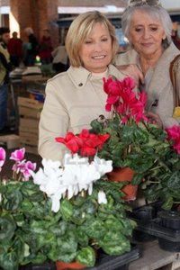 mature ladies pics auremar mature ladies open air market choosing plants photo