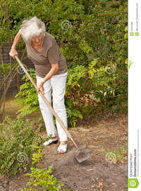 mature lady photos mature lady gardening royalty free stock