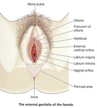 mature vulva pictures medicine external female genitalia