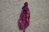 mature vulva pictures bdadcc pin