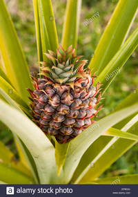 matures pix comp baby pineapple bush small fruit grows matures stock photo