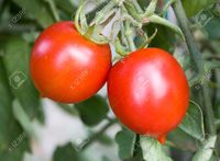 matures pix ermess tomatoes reds matures from sud italy stock photo