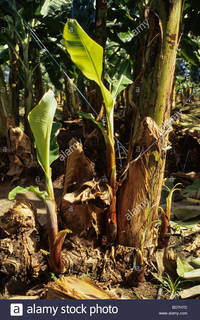 matures pix comp banana plant sprouts from base old matures ivory stock photo