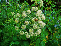 angelica mature wikipedia commons angelica archangelica how grow