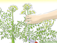 angelica mature grow angelica step aid