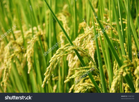 asia mature stock photo mature paddy green field asia pic