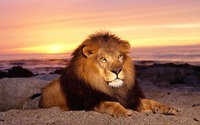 big mature wallpapers male lion mature