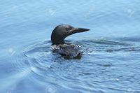 big mature photopierre mature loon swimming away stock photo