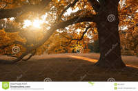big mature mature tree autumn park stock photo