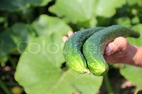 big mature preview mature cucumber hand farmer