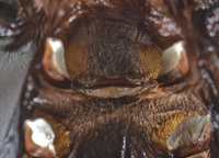 double mature redknee aug female mexican red knee tarantula brachypelma smithi now sexually mature