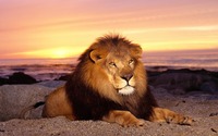 gallery mature wallpapers male lion mature
