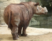 hairy bbw mature wikipedia commons sumatranrhino cincinnatizoo sumatran rhinoceros