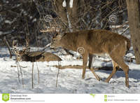 huge mature huge whitetail bucks mature buck winter walking smaller royalty free stock