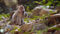 huge mature shutterstock videos video clip stock footage highly endangered proboscis monkey nasalis larvatus eating delicate leaves mangrove