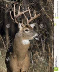 huge mature huge whitetail buck mature winter sunny day royalty free stock photo