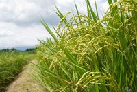 mature asia lawren mature rice field footpath taiwan east asia stock photo