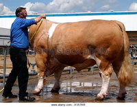 mature atk zooms ada huge bull being washed prepared country show atkr stock photo overfed