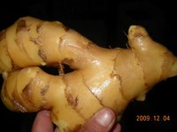 mature fat photo fresh mature fat ginger product