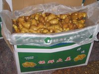 mature ginger product fat mature ginger
