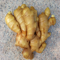 mature ginger htb qzthpxxxxx xpxxq xxfxxxh product detail chinese mature ginger