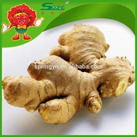 mature ginger htb xxfxxxf fresh ginger chinese mature specification product detail