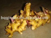 mature ginger product products chinese fresh mature ginger