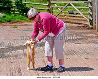 mature ginger zooms mature grey haired woman wearing pink cardigan sunglasses playing stock photo ginger cat