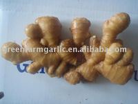 mature ginger product products fresh mature yellow fat ginger