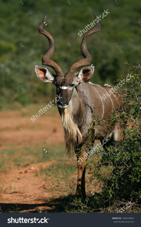 mature huge stock photo beautiful male kudu bull antelope approaching this mature species huge horns pic