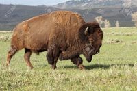 mature huge roycebair wild charging america bison huge mature bull stock photo buffalo american