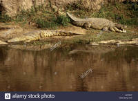 mature huge comp trdt huge mature nile crocodiles banks mara river masai stock photo