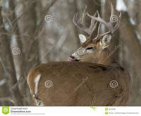 mature huge huge whitetail buck mature winter licking its fur royalty free stock