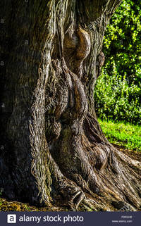 mature old comp ghb old gnarled tree trunk mature botanical gardens melbourne stock photo