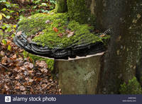 mature old comp eanyxg large bracket fungus over diameter old living mature copper stock photo