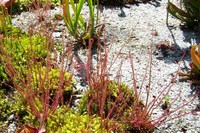 mature red yhst drosera filiformis florida red thread leaved sundew pot mature size