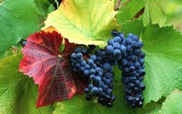 mature red wallpapers mature red grapes wallpaper