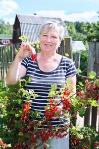 mature red antikainen mature adult woman garden brunch red currants berries photo