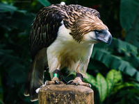 mature spread philippine eagle