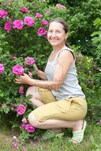 outdoor mature mature woman sitting outdoor near blossoming bush dogrose photo