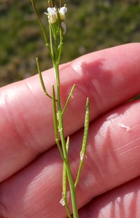 red mature hairy hairy bittercress seed are formed rows needle shaped pods news event see them every spring