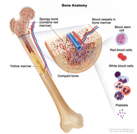 red mature hairy npi media cdr tumor cll treatment